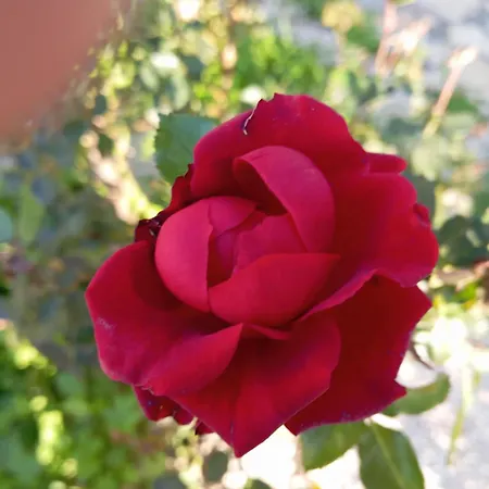 Liocharis Akro 1 וילה לואורדטה