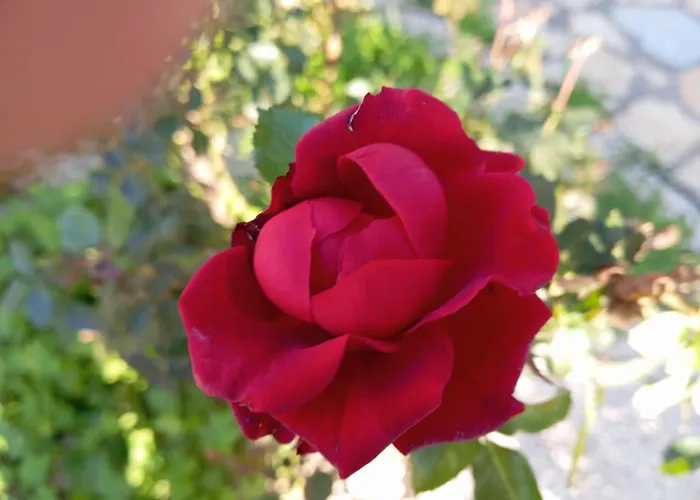 Liocharis Akro 1 וילה לואורדטה